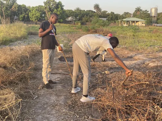 Clearing and harvesting on a farm, The Gambia, 2022