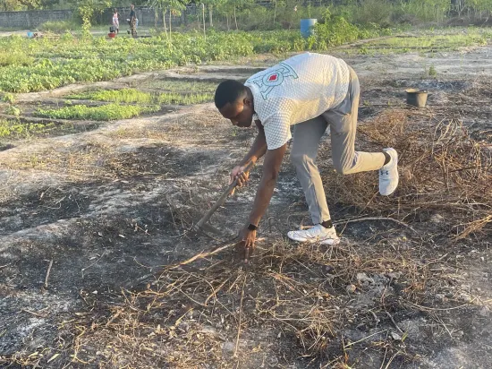 Clearing and harvesting on a farm, The Gambia, 2022