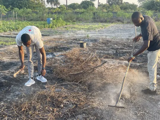 Clearing and harvesting on a farm, The Gambia, 2022
