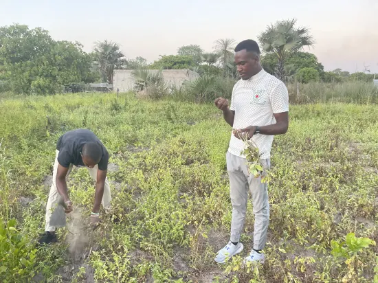 Clearing and harvesting on a farm, The Gambia, 2022