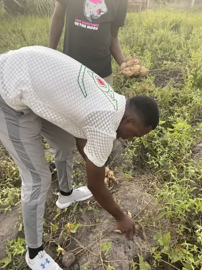 Clearing and harvesting on a farm, The Gambia, 2022